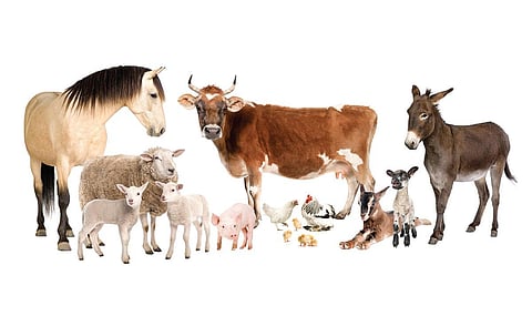 தமிழ் இனிது 39 - உடலும் சடலமும் ஒன்றா?