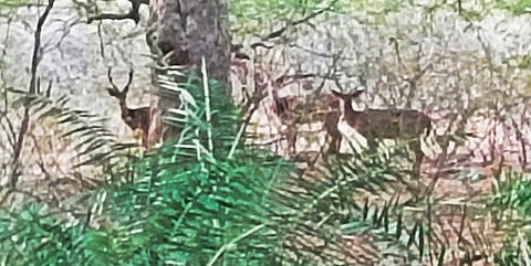 அரூர் அருகேயுள்ள குரங்குபள்ளம் வனப்பகுதியில் சாலையோரம் உணவுத் தேடி சுற்றும் மான்கள்