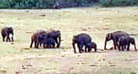 பழநி பாலாறு பொருந்தலாறு அணைப் பகுதியில் முகாமிட்டுள்ள காட்டு யானைகள்.