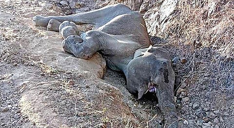 கடம்பூர் அருகே நீர் தேடி வந்த யானை அகழியில் விழுந்து சுகவீனம் அடைந்ததால், வனத்துறையினர் சிகிச்சை அளித்து வருகின்றனர்.