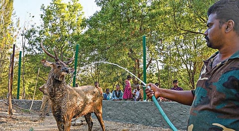 கோடை காலத்தையொட்டி சேலத்தில் வெயிலின் தாக்கம் அதிகரித்து வருவதால் குரும்பப்பட்டி உயிரியல் பூங்காவில் கடமான்கள் மீது தண்ணீரை பீய்ச்சி அடித்து குளிர்விக்கும் விலங்கு காவலர். படம்: எஸ்.குரு பிரசாத்