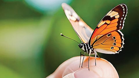 டிங்குவிடம் கேளுங்கள் | வண்ணத்துப்பூச்சி இறக்கைகளின் வண்ணம் கையில் ஒட்டுவது ஏன்?