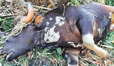 கூடலூர் வனக்கோட்டம் ஓவேலி பகுதியில் கழுத்தில் காயங்களுடன் இறந்து கிடந்த காட்டு மாடு.