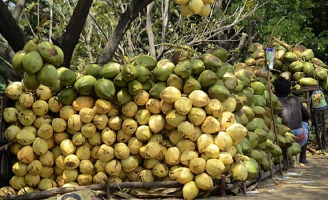 உச்சத்தில் தேவை - வரத்து குறைவால் இளநீர் விலை உயர்வு