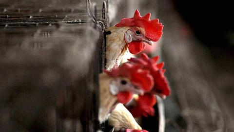 பறவை காய்ச்சல் பாதிப்பு தமிழகத்தில் இல்லை: பொது சுகாதாரத் துறை தகவல்