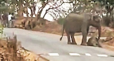 முதுமலை - பந்திப்பூர் சாலையில் பாசப் போராட்டம் நடத்திய யானை.