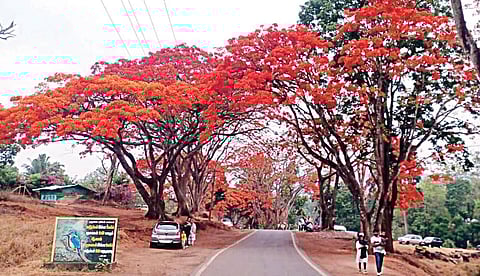 முதுமலையில் சாலையோரத்திலுள்ள மரங்களில் பார்வையாளர்களை கவரும் வகையில் பூத்துள்ள மேஃபிளவர் பூக்கள்.