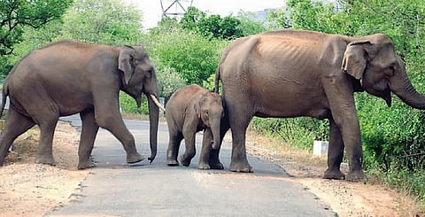 உடுமலை அருகே சின்னாறு பகுதியில் குடிநீருக்காக சாலையை கடக்கும் யானைகள்.