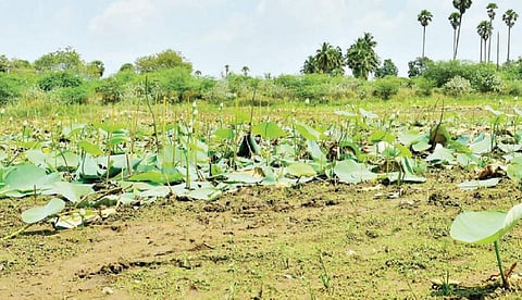 அதீத வெப்பத்தால் முன்னீர்பள்ளம் அருகே உள்ள பிராஞ்சேரி குளத்தில் தண்ணீர் வற்றி விட்டது. மண்ணில் உள்ள சிறிது ஈரப்பதத்தால் வறட்சியை தாங்கி பசுமையுடன் காணப்படும் தாமரை இலைகள். படம்: மு. லெட்சுமி அருண்