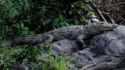 கோப்புப் படம்