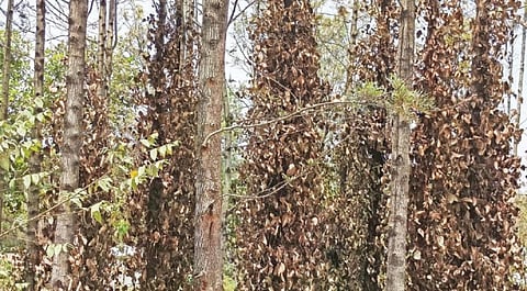 தருமபுரி மாவட்டம் வத்தல்மலையில் செழித்து வளர்ந்திருந்த மிளகு, காபி செடிகள் வறட்சியால் கருகத் தொடங்கியுள்ளன.