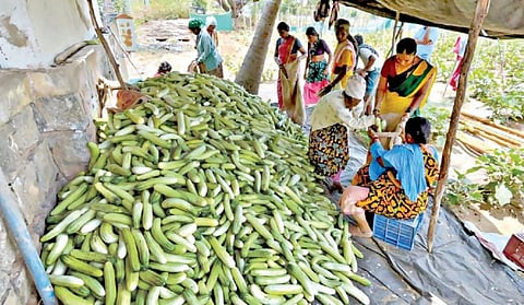 வேப்பனப்பள்ளி அருகே அலேகுந்தாணி கிராமத்தில் அறுவடை செய்யப்பட்ட வெள்ளரிக்காய்களைத் தரம் பிரிக்கும் பெண்கள்.