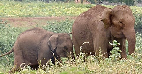 கோவை மாவட்ட ம் ஆலாந்துறை பகுதியில் வனத்தை விட்டு விளைநிலங்களுக்குள் புகுந்த காட்டு யானைகள். (கோப்பு பட ம்). படம்: ஜெ.மனோகரன்