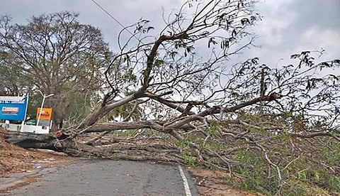அரூர் அருகே நேற்று மாலை பலத்த காற்றுடன் பெய்த மழையால் சாலையில் விழுந்த மரம்.