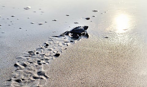 சிலிர்ப்பைத் தந்த கடலாமைகள்