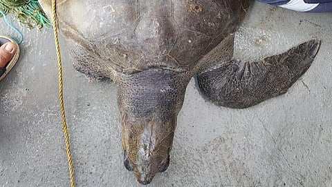 பிரதிநிதித்துவப் படம்