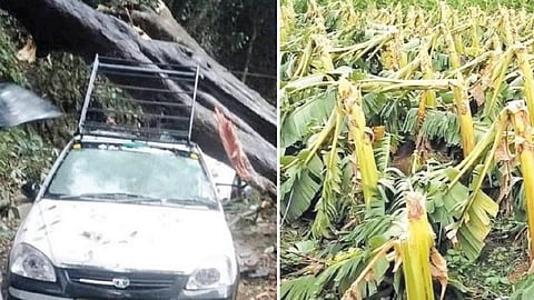 குன்னூர் லேம்ஸ் ராக் சாலையில் நிறுத்தியிருந்த கார் மீது விழுந்த மரம்.( அடுத்த படம் ) மேட்டுப்பாளையம் அருகே சிறுமுகை லிங்காபுரம் பகுதியில் சூறாவளிக் காற்றுக்கு சாய்ந்த வாழைகள்.