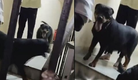 சென்னையில் வளர்ப்பு நாய்கள் கடித்துக் குதறிய சிறுமிக்கு தீவிர சிகிச்சை; 3 பேர் கைது