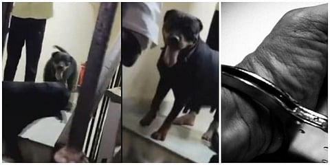 5 வயது சிறுமியை 2 வளர்ப்பு நாய்கள் கடித்த சம்பவமும், நடவடிக்கையும் - சென்னை போலீஸ் விளக்கம்