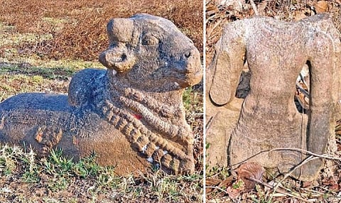 தஞ்சாவூர் மாவட்டம் பூதலூர் அருகே சித்திரக்குடியில் வயல்வெளியில் புதைந்து கிடந்த சோழர் கால நந்தி, விஷ்ணு கற்சிற்பங்கள்.