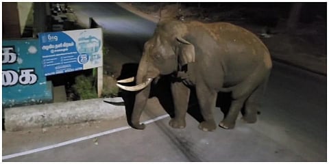 மேட்டுப்பாளையம் குடியிருப்புப் பகுதிகளில் சுற்றித் திரியும் பாகுபலி யானை