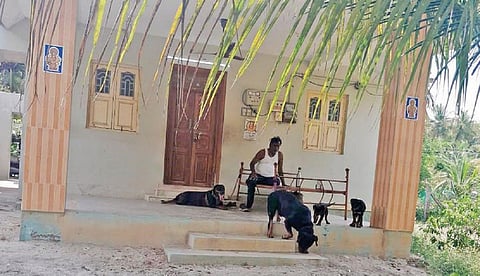 வையாபுரிபட்டி தோட்டத்தில் வளர்க்கப்படும் நாய்கள்.