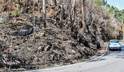 கொடைக்கானலில் பெய்த மழையால் காட்டுத்தீ அணைந்த பகுதி. படம்: நா.தங்கரத்தினம்.