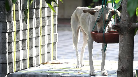 வன விலங்குகள், தெரு நாய்களுக்கு தண்ணீர், உணவு வழங்க திட்டங்கள் என்னென்ன? - அரசுக்கு ஐகோர்ட் கேள்வி
