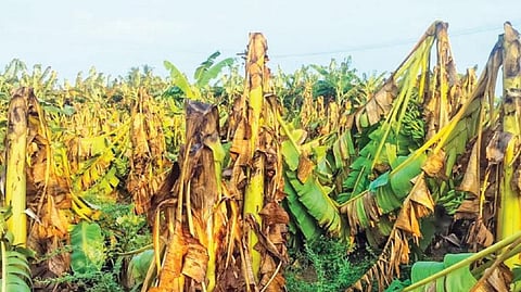 அந்தநல்லூா் ஒன்றியம் புலிவலம் பகுதியில் நேற்று பெய்த சூறைக் காற்றுடன் கூடிய மழையால் சேதமடைந்த வாழை மரங்கள்.