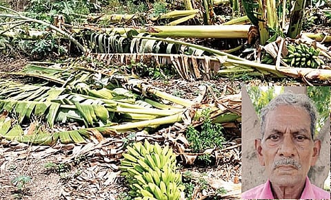 சாய்ந்து கிடக்கும் வாழை மரங்கள். (உள்படம்) பால்சாமி