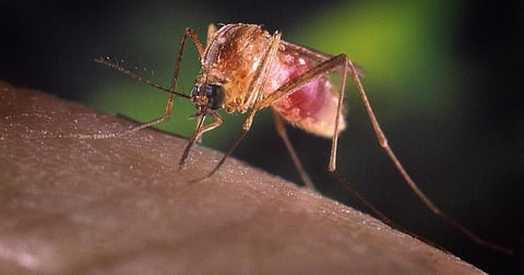 வெஸ்ட் நைல் காய்ச்சல் | தமிழக - கேரள எல்லையில் கண்காணிப்பு: அமைச்சர் மா.சுப்பிரமணியன்