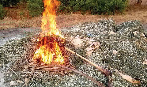 பழநி அருகே தீ வைத்து அழிக்கப்பட்ட தரமற்ற மற்றும் கூடு கட்டாத பட்டுப் புழுக்கள்.