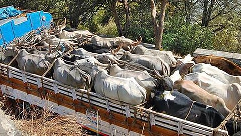 அண்டை மாநிலங்களுக்கு மாடுகள் கொண்டு செல்வதை தடுக்க கோரி வழக்கு: விலங்குகள் நல வாரியத்துக்கு ஐகோர்ட் எச்சரிக்கை