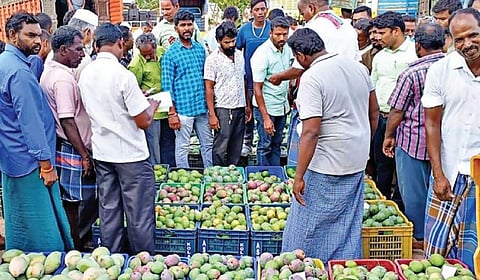 காவேரிப்பட்டணம் மண்டியில் ஏலம் விடுவதற்காக கூடைகளில் அடுக்கி வைக்கப்பட்டுள்ள மாங்காய்கள்.
