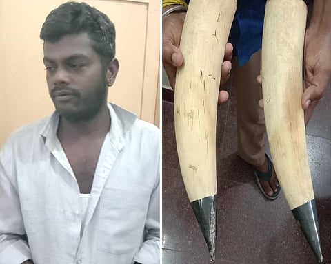 கைதான நபர் (இடது). பறிமுதல் செய்யப்பட்ட தந்தங்கள் (வலது)