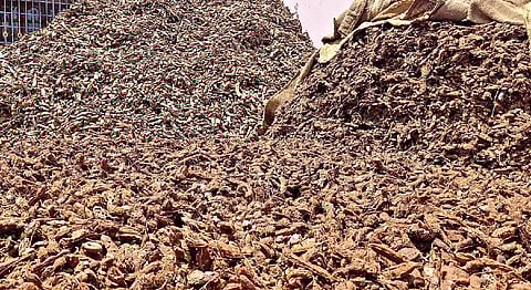 உரிகத்தில் விவசாயி வீட்டில் விற்பனைக்காக குவித்து வைக்கப்பட்டுள்ள உரிகம் புளி.