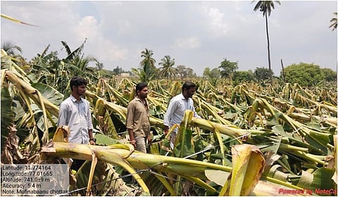 வாழை மரங்கள் சேதம்