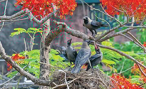 இன்பம் பொங்கும் இளவேனில் வெறும் ஞாபகமாகிவிடுமா?