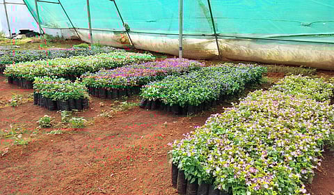 ஏற்காடு அண்ணா பூங்கா