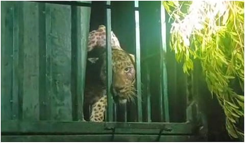 சிறுத்தை