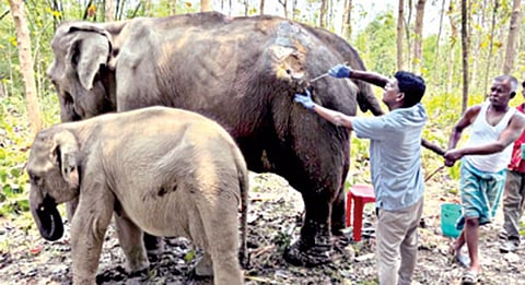 திரிபுராவில் உயிருக்குப் போராடிய யானைகளை காப்பாற்றிய ஆனந்த் அம்பானியின் ‘வன்தாரா’