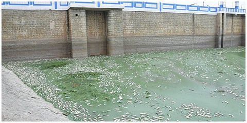 கிருஷ்ணகிரி அணையில் செத்து மிதக்கும் மீன்கள்