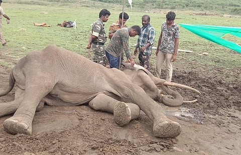 சத்தியமங்கலம் அருகே உடல்நலக்குறைவால் பாதிக்கப்பட்ட ஆண் யானைக்கு மருத்துவக் குழுவினர் சிகிச்சை அளித்த நிலையில், சிகிச்சை பலனின்றி யானை உயிரிழந்தது.