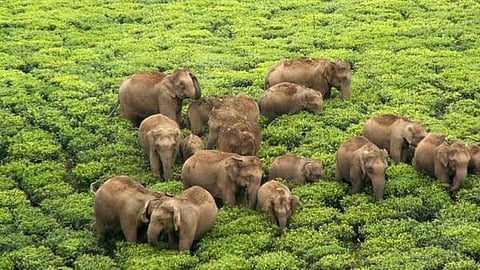 யானை வழித்தடம்: கற்றதனால் ஆய பயன்?