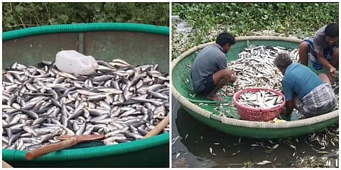 மேட்டூர் அடுத்த செக்கானூர் பகுதியில் உள்ள காவிரி ஆற்றில் இறந்து கிடந்த மீன்களை பரிசல் எடுத்து சென்ற மீனவர்கள்.