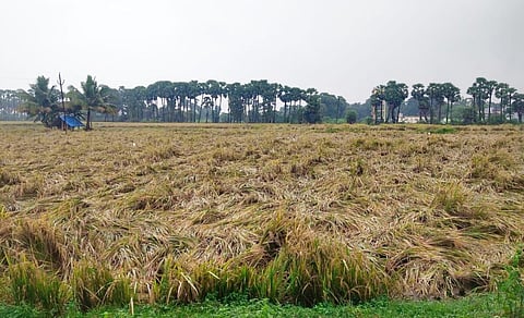 கனமழையால் தமிழகத்தில் 4,385 ஹெக்டேர் பயிர்கள் நீரில் மூழ்கின: பேரிடர் மேலாண்மைத் துறை