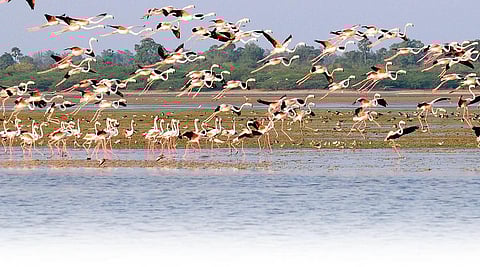 பழவேற்காடு ஏரிப் பாதுகாப்பு: சட்டத்தின் பெயரால் சிக்கலா?