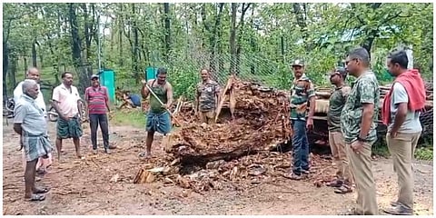 கன்னியாகுமரியில் பெய்து வரும் கனமழையின் காரணமாக தடிக்காரன்கோணம்-கீரிப்பாறை சாலையின் குறுக்கே விழுந்த மரத்தை அகற்றும் வனத்துறையினர்.