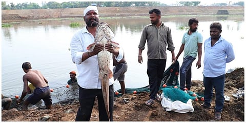 சேலம் போடிநாயக்கன்பட்டி ஏரியில் பிடிபட்ட 20 கிலோ எடையுள்ள ஆப்ரிக்கன் கெளுத்தி மீன்.
