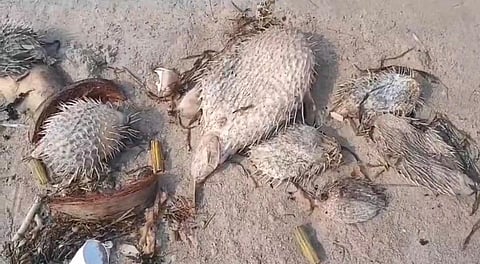 பாம்பன் மன்னார் வளைகுடா கடற்பகுதியில் கரை ஒதுங்கும் முள்ளம்பன்றி பேத்தை மீன்கள்.